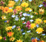 cuccio_jardin_toscan_background-rosebella.png