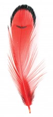 fantaisie-plume-af204-rosebella-distribution_prd_sg.jpg